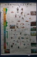 藏品(地質年代與生物演化關係掛圖)的圖片